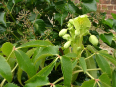 Helleborus argutifolius bestellen